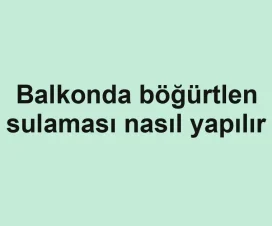 Balkonda böğürtlen sulaması nasıl yapılır