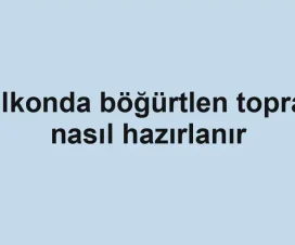 Balkonda böğürtlen toprağı nasıl hazırlanır