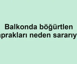 Balkonda böğürtlen yaprakları neden sararıyor