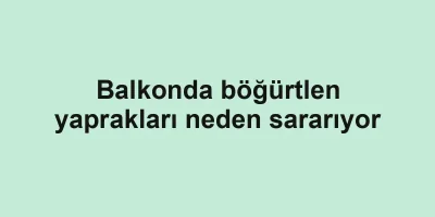 Balkonda böğürtlen yaprakları neden sararıyor