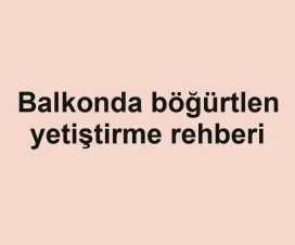 Balkonda böğürtlen yetiştirme rehberi