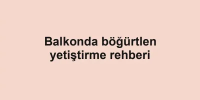 Balkonda böğürtlen yetiştirme rehberi