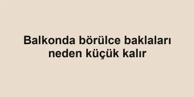 Balkonda börülce baklaları neden küçük kalır