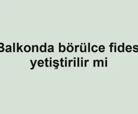 Balkonda börülce fidesi yetiştirilir mi