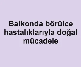 Balkonda börülce hastalıklarıyla doğal mücadele