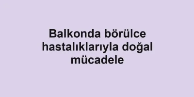Balkonda börülce hastalıklarıyla doğal mücadele