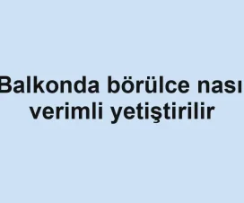 Balkonda börülce nasıl verimli yetiştirilir