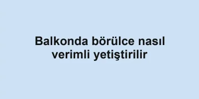 Balkonda börülce nasıl verimli yetiştirilir