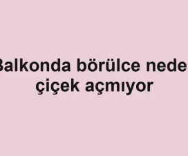 Balkonda börülce neden çiçek açmıyor