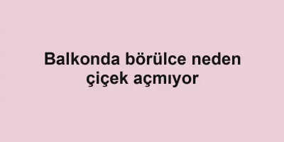 Balkonda börülce neden çiçek açmıyor