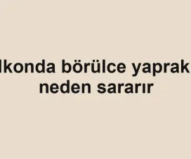 Balkonda börülce yaprakları neden sararır
