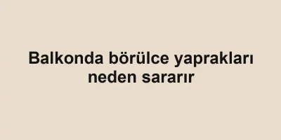 Balkonda börülce yaprakları neden sararır