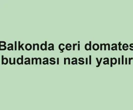 Balkonda çeri domates budaması nasıl yapılır
