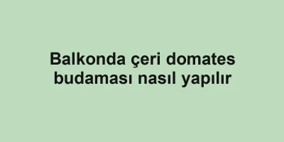 Balkonda çeri domates budaması nasıl yapılır