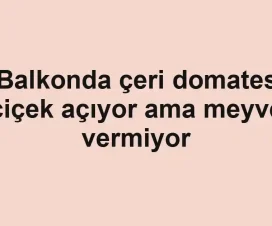 Balkonda çeri domates çiçek açıyor ama meyve vermiyor