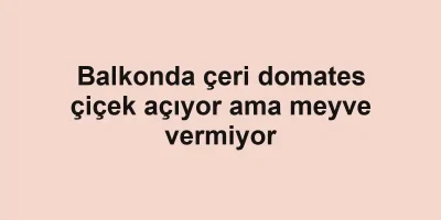 Balkonda çeri domates çiçek açıyor ama meyve vermiyor