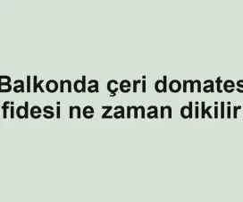 Balkonda çeri domates fidesi ne zaman dikilir
