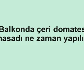 Balkonda çeri domates hasadı ne zaman yapılır