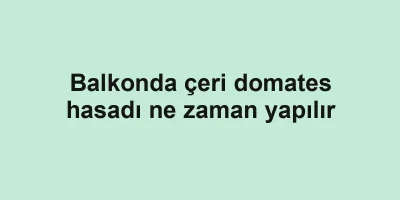 Balkonda çeri domates hasadı ne zaman yapılır