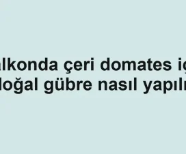 Balkonda çeri domates için doğal gübre nasıl yapılır