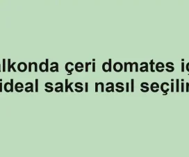 Balkonda çeri domates için ideal saksı nasıl seçilir