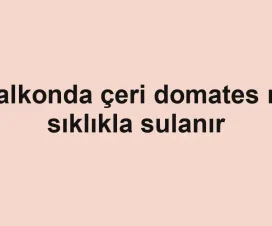 Balkonda çeri domates ne sıklıkla sulanır