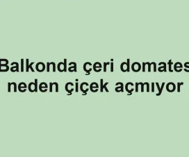 Balkonda çeri domates neden çiçek açmıyor