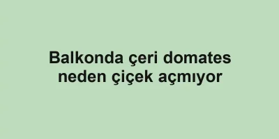 Balkonda çeri domates neden çiçek açmıyor