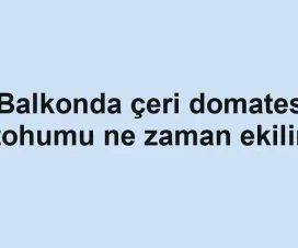 Balkonda çeri domates tohumu ne zaman ekilir