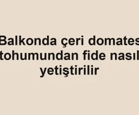 Balkonda çeri domates tohumundan fide nasıl yetiştirilir