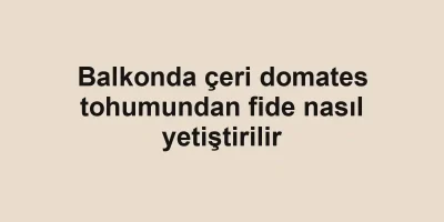 Balkonda çeri domates tohumundan fide nasıl yetiştirilir