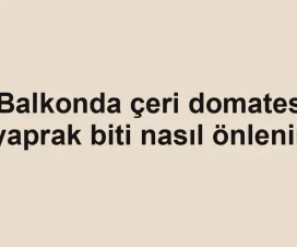 Balkonda çeri domates yaprak biti nasıl önlenir
