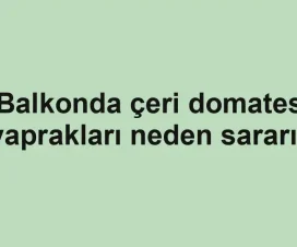 Balkonda çeri domates yaprakları neden sararır