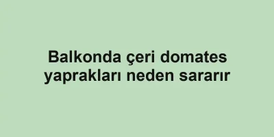 Balkonda çeri domates yaprakları neden sararır