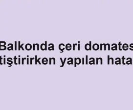 Balkonda çeri domates yetiştirirken yapılan hatalar