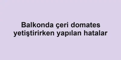 Balkonda çeri domates yetiştirirken yapılan hatalar