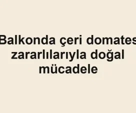 Balkonda çeri domates zararlılarıyla doğal mücadele