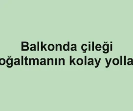 Balkonda çileği çoğaltmanın kolay yolları