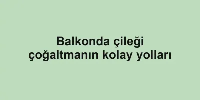 Balkonda çileği çoğaltmanın kolay yolları