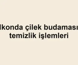 Balkonda çilek budaması ve temizlik işlemleri