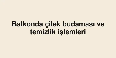 Balkonda çilek budaması ve temizlik işlemleri
