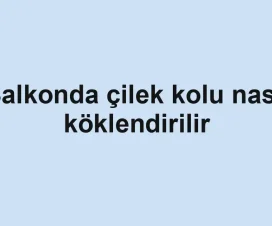 Balkonda çilek kolu nasıl köklendirilir