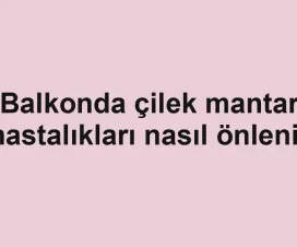 Balkonda çilek mantar hastalıkları nasıl önlenir