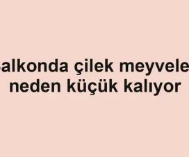 Balkonda çilek meyveleri neden küçük kalıyor