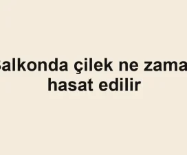 Balkonda çilek ne zaman hasat edilir