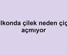 Balkonda çilek neden çiçek açmıyor
