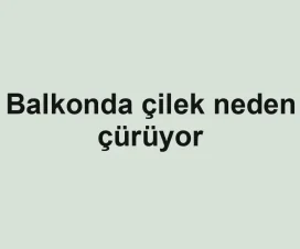 Balkonda çilek neden çürüyor