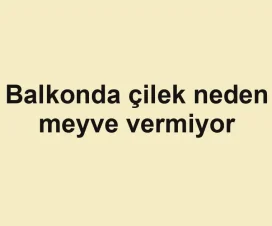 Balkonda çilek neden meyve vermiyor
