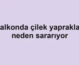 Balkonda çilek yaprakları neden sararıyor