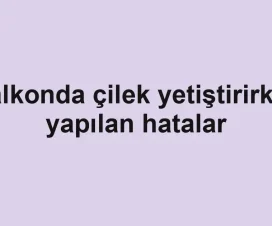 Balkonda çilek yetiştirirken yapılan hatalar